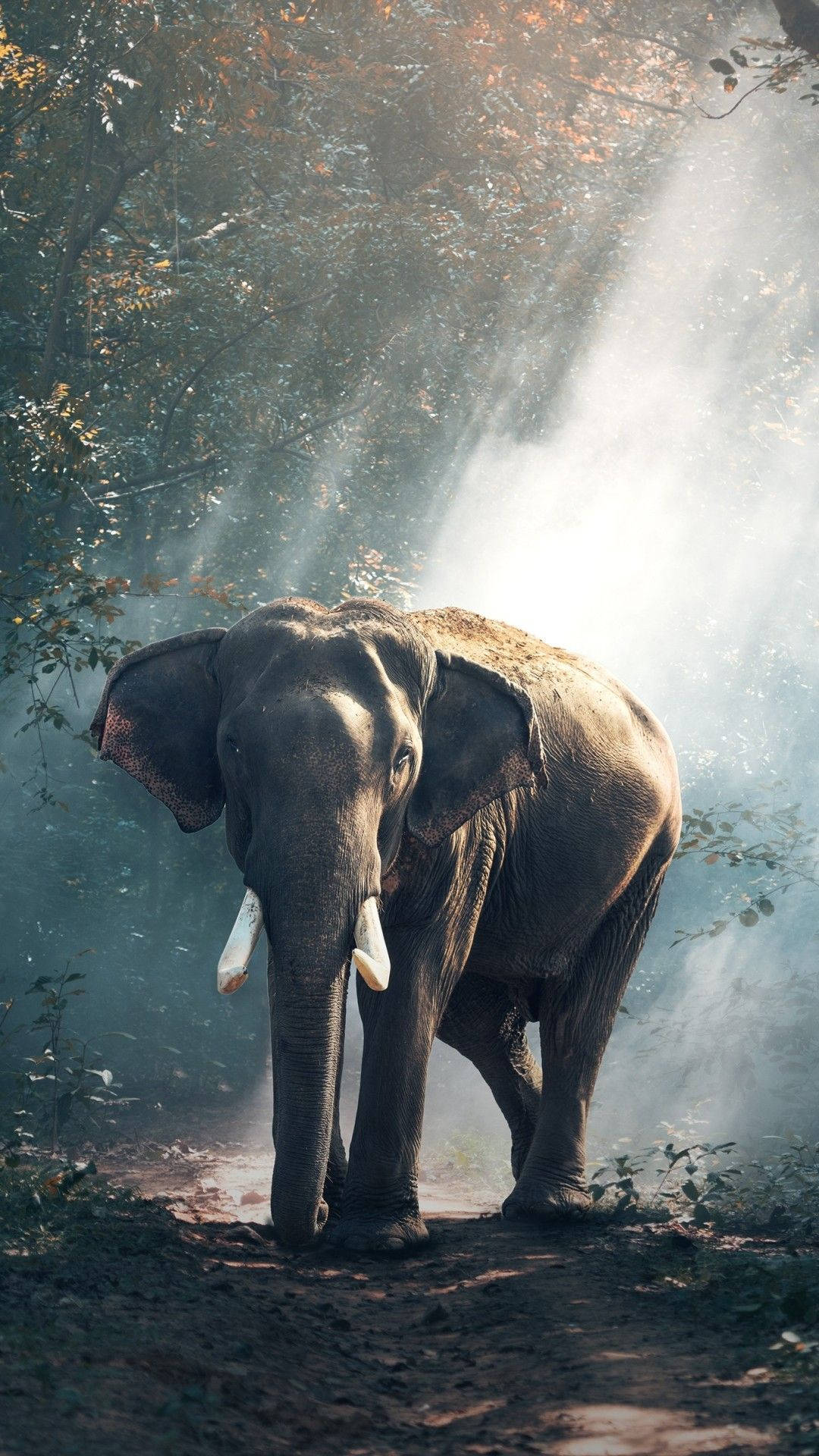 Elephant In Forest Africa Iphone Wallpaper