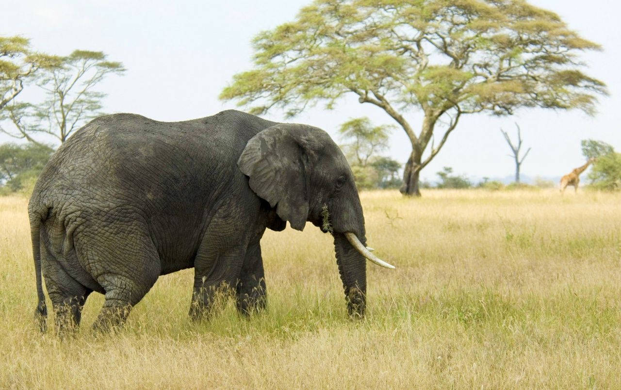 An elephant enjoys a peaceful walk in the grass fields Wallpaper