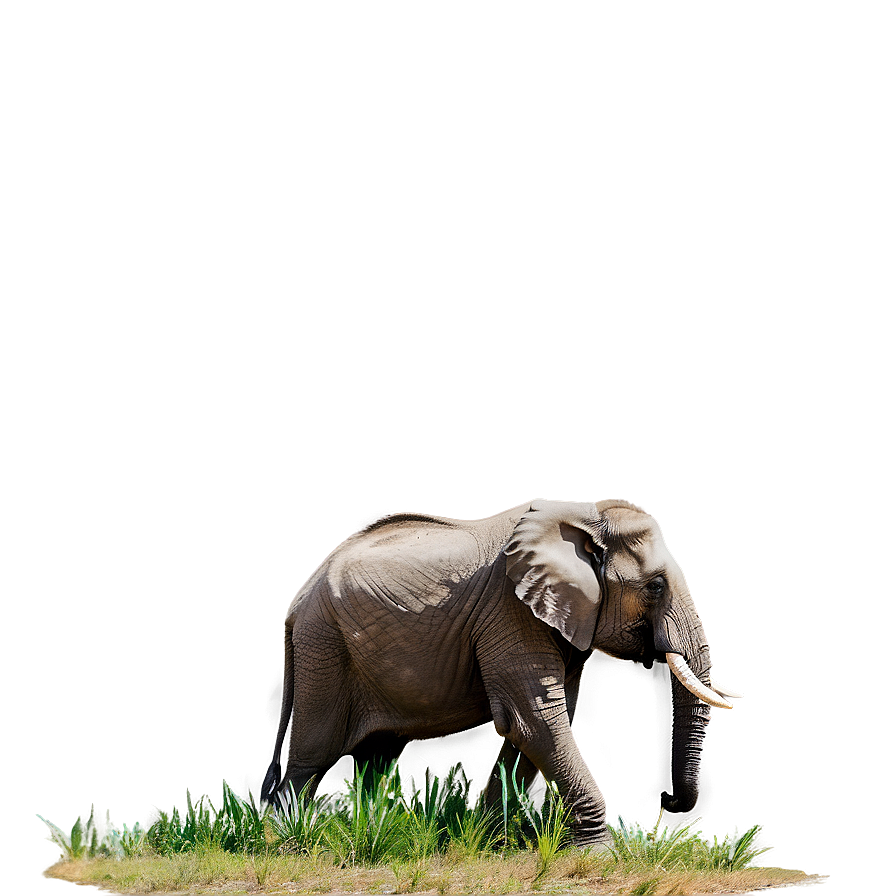 Elephant In Nature Background Png 05032024 PNG