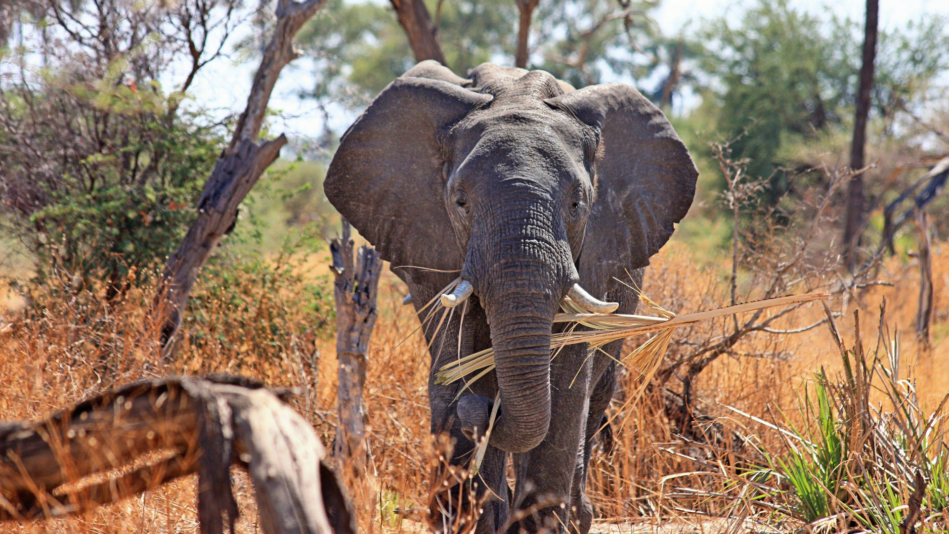 Elephant In Safari Africa Wallpaper
