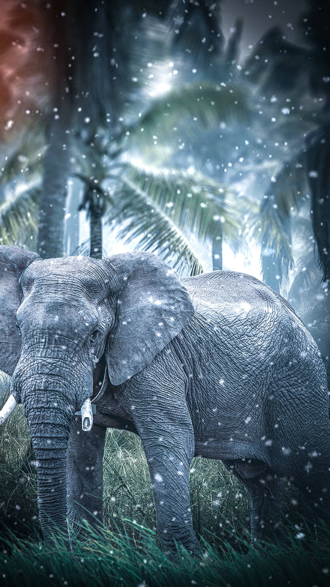 Download Elephant Jungle Iphone Wallpaper 