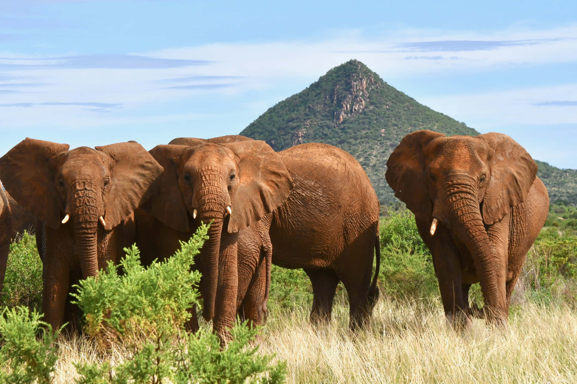 En gruppe elefanter står i en mark af solsikker Wallpaper
