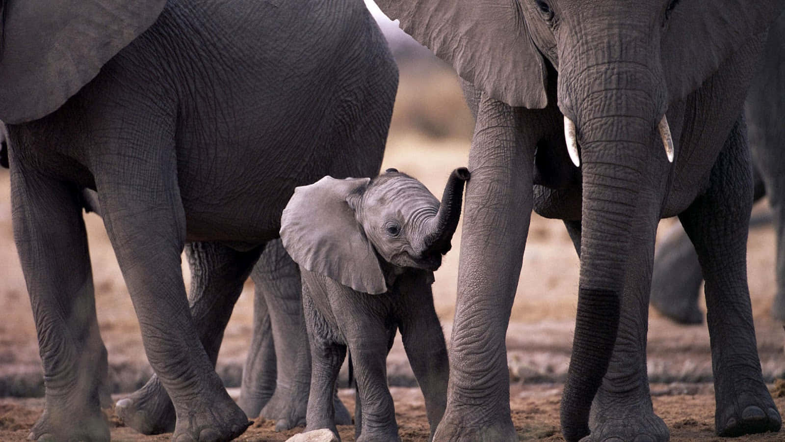 En lille elefant står ved siden af ​​en moder elefant Wallpaper