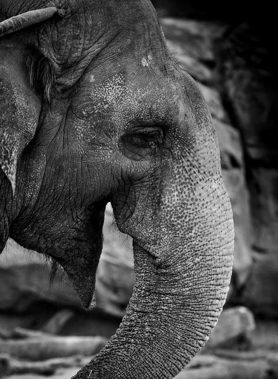 An Elephant Is Standing In A Rocky Area Wallpaper