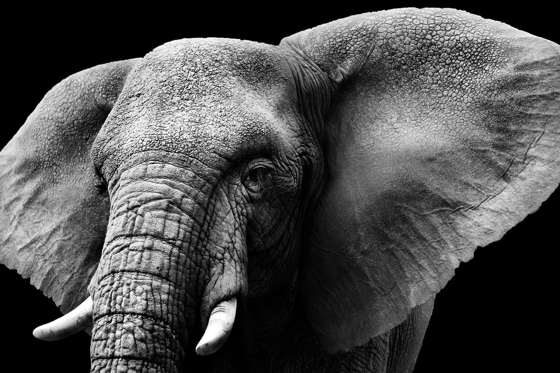 Stay productive with the Elephant Laptop Wallpaper