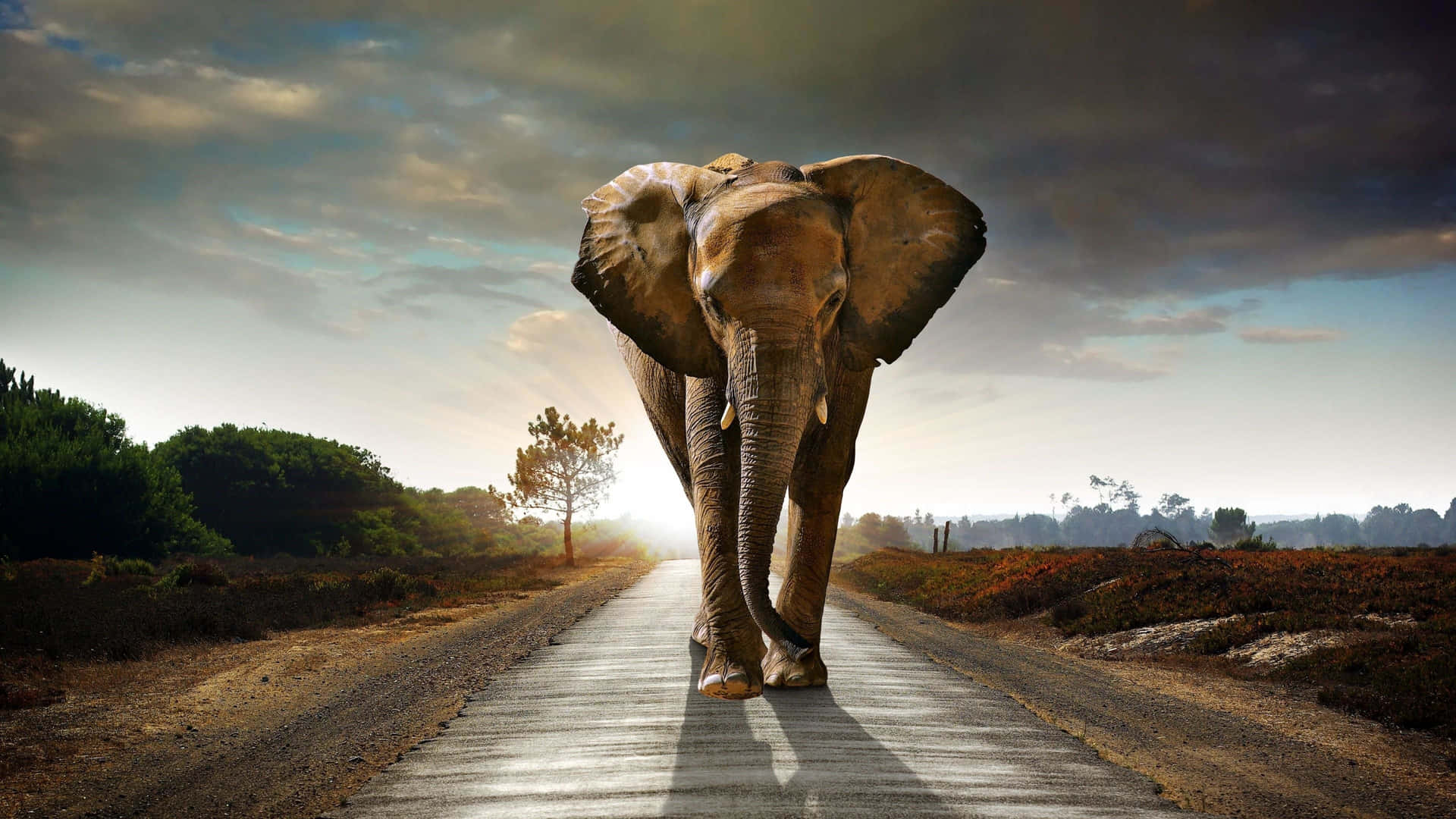 En stor elefant, der går ned ad vejen Wallpaper