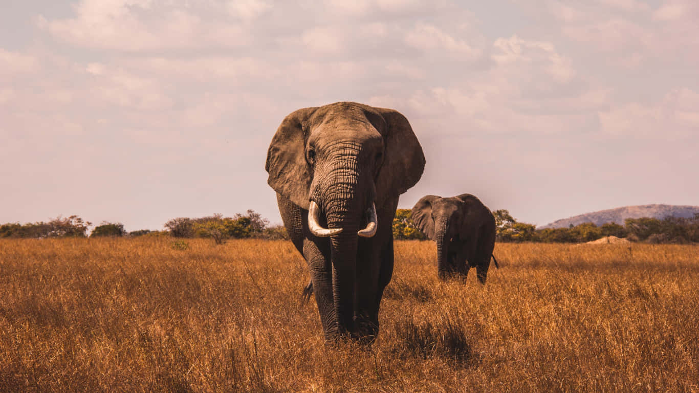 To elefanter går gennem et felt af brune græs Wallpaper