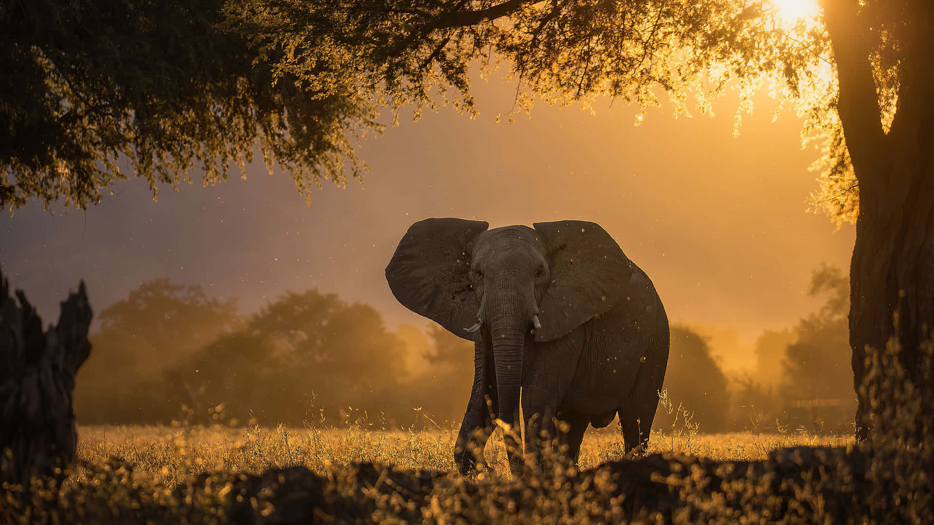 Et elefant der går gennem græsset ved solnedgang Wallpaper