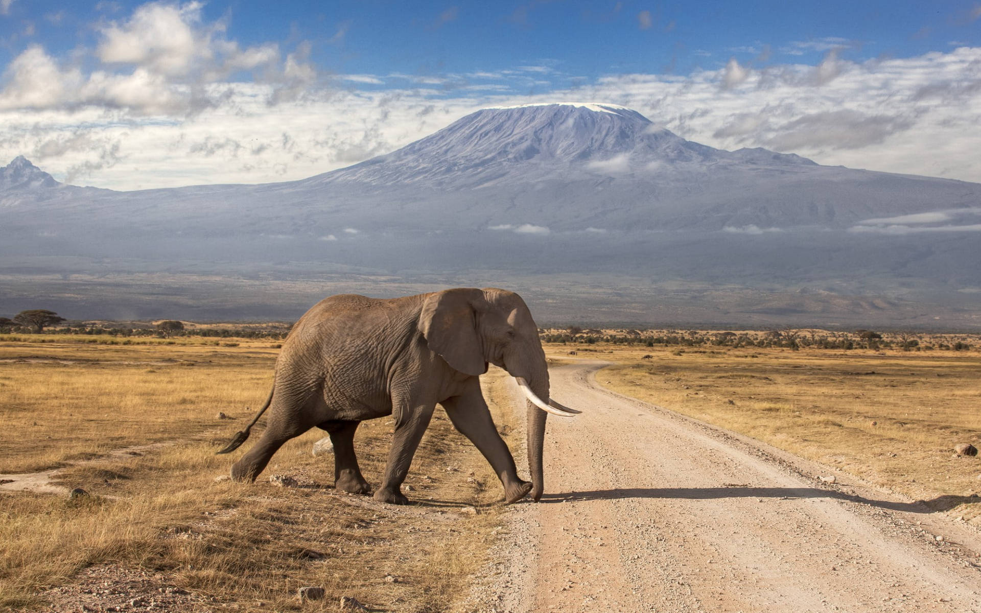 Elephant On The Road Africa Wallpaper