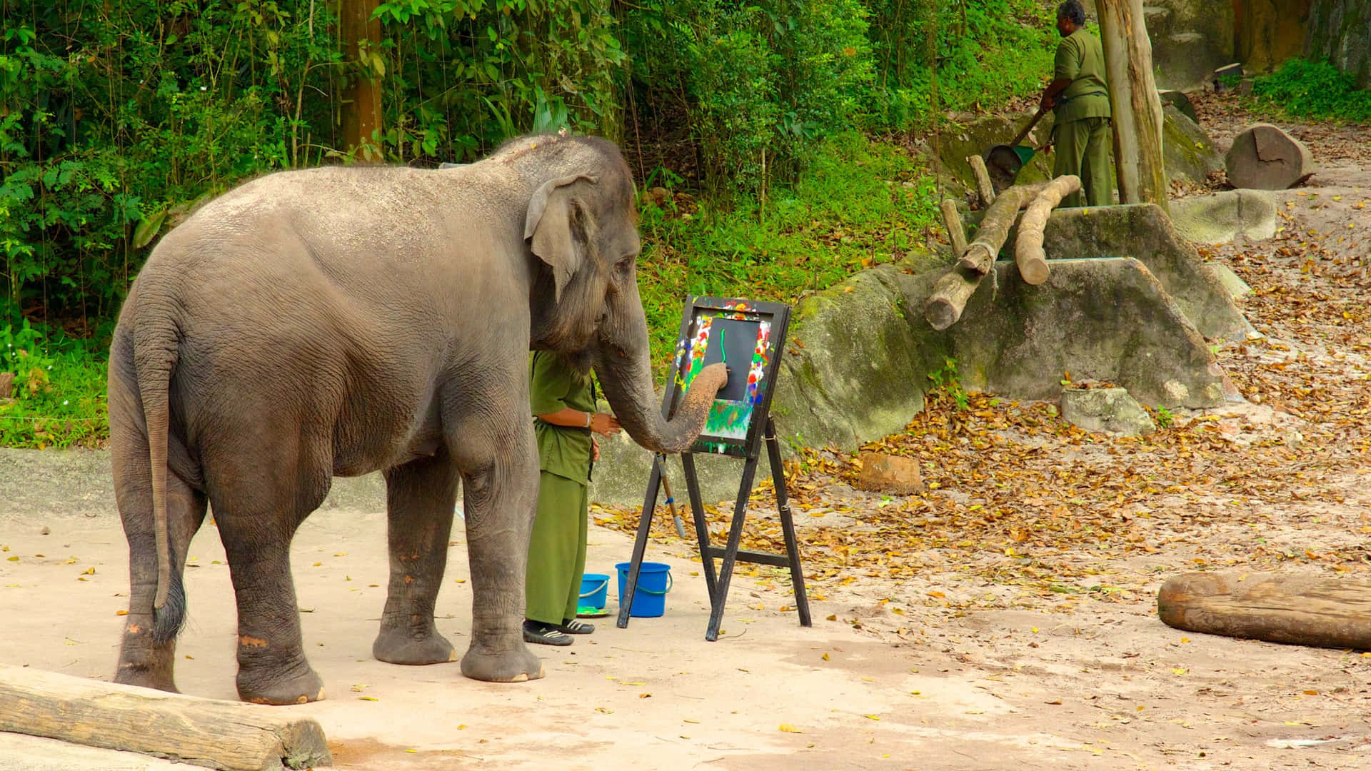 Elephant Painting Activity Singapore Zoo Wallpaper