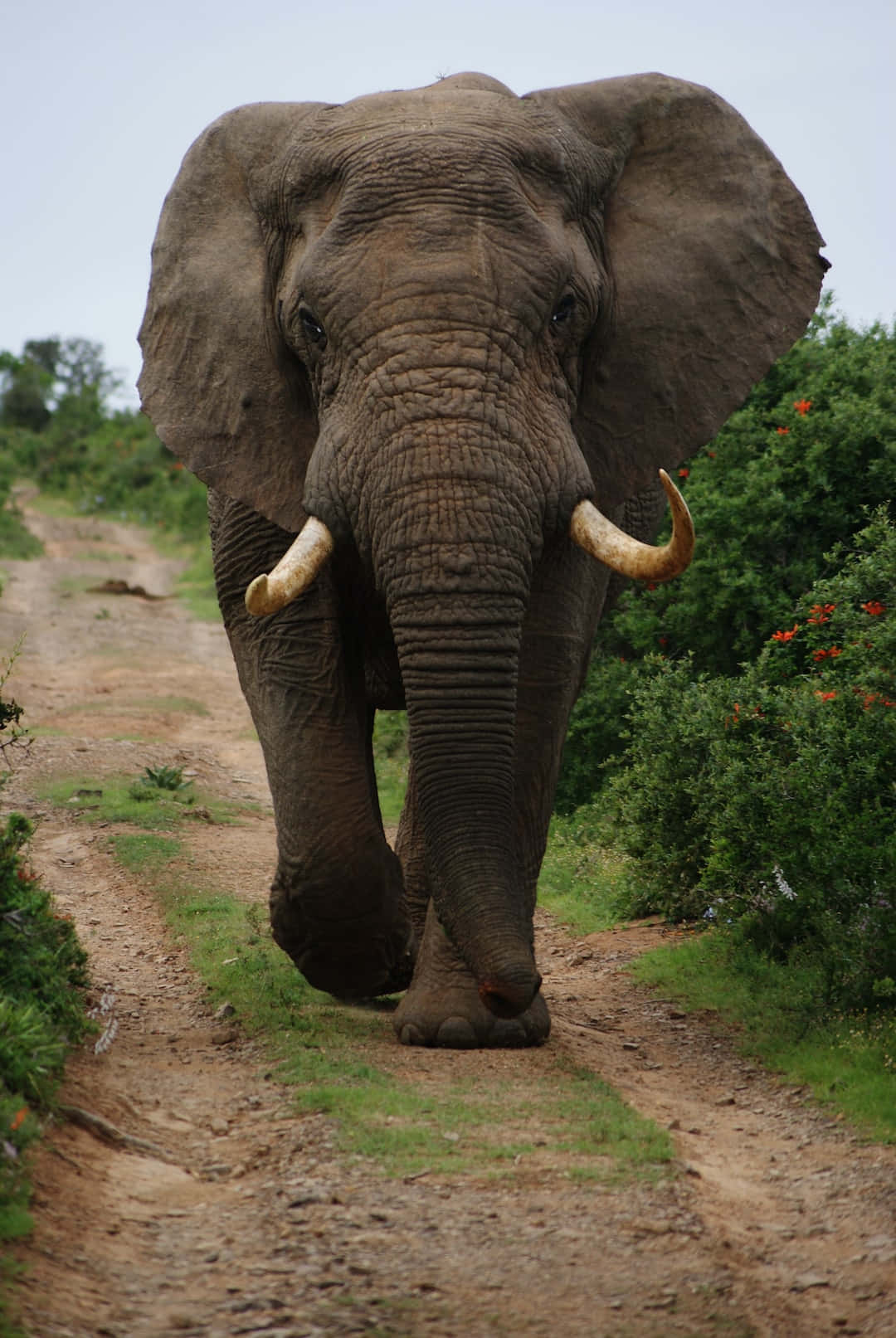 Majestic and Beautiful: African Elephant in African Savannah