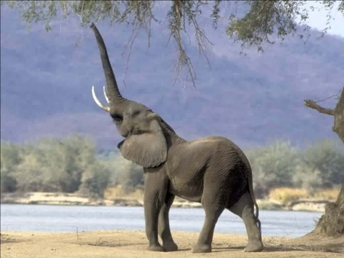 Majestætiskemor Elefant Med Sin Nyfødte.