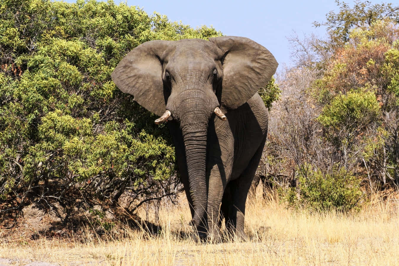 A Large Elephant Walking Through A Field