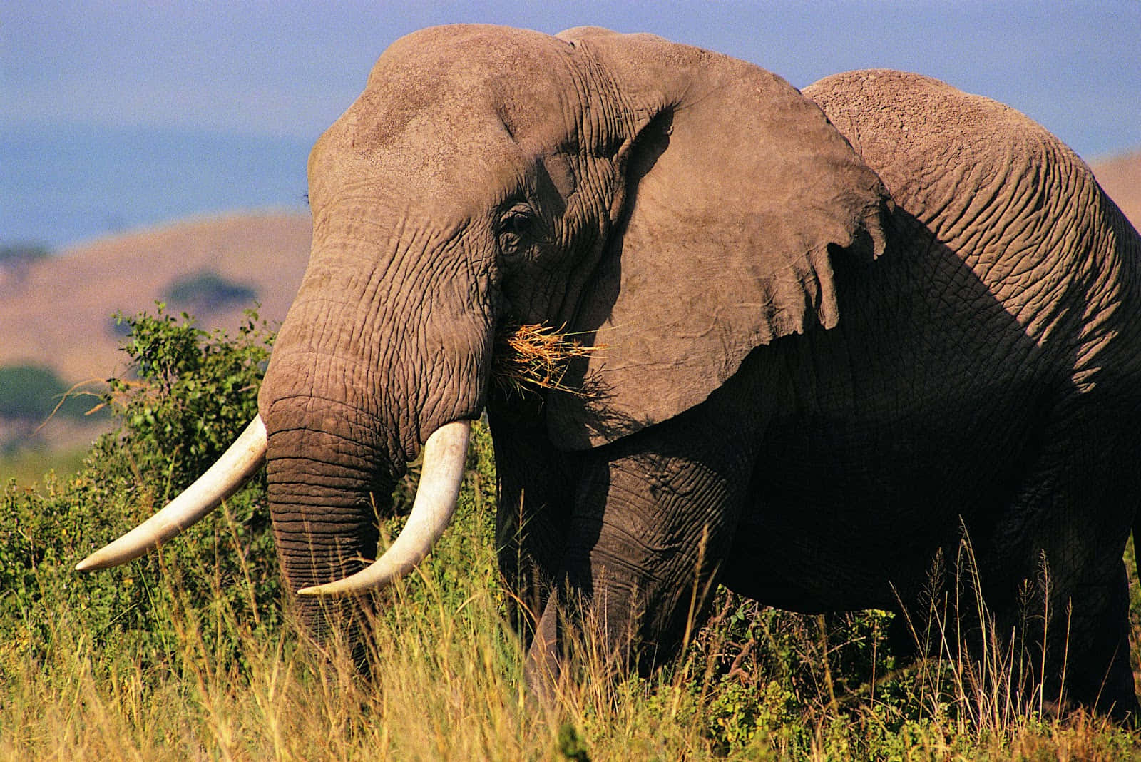 Majestætiskafrikansk Elefant