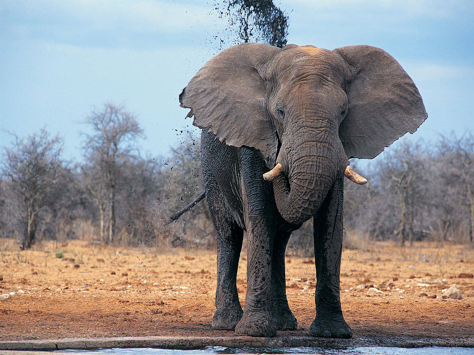 Bilden Afrikansk Elefant Som Står Högst Upp På Ett Berg.