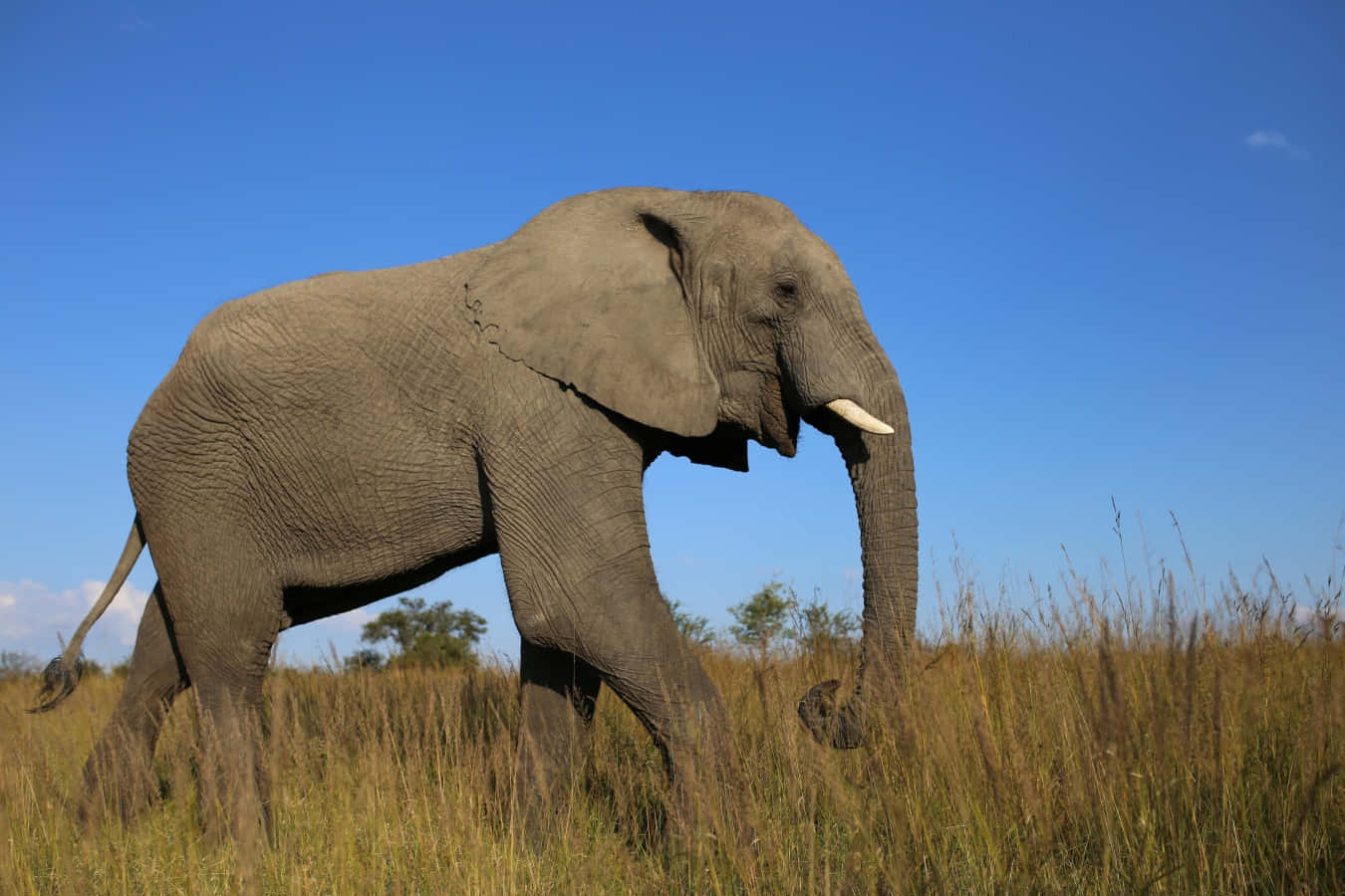 A majestic elephant enjoying the nature