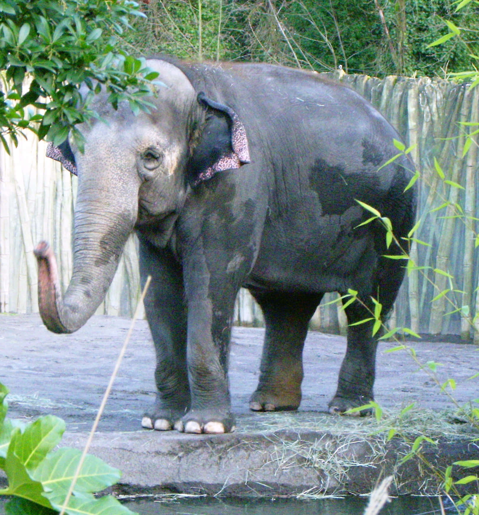 Enelefant Går Över Savannen
