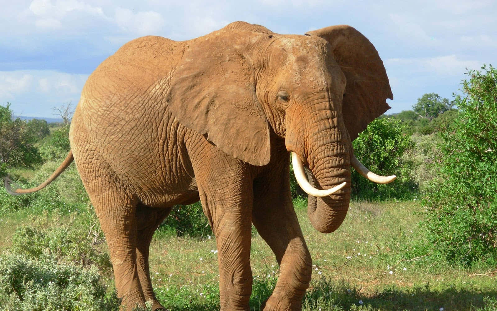 Enafrikansk Elefant Nyder En Kølig Drik Ved Vandhullet.