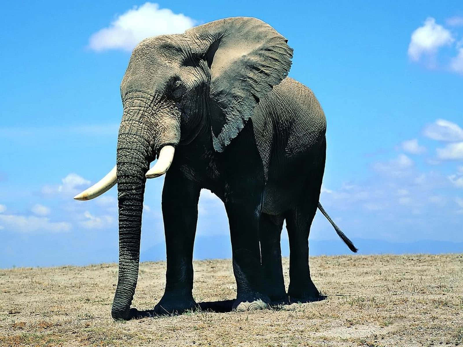 Majestätischerelefant In Der Afrikanischen Savanne.