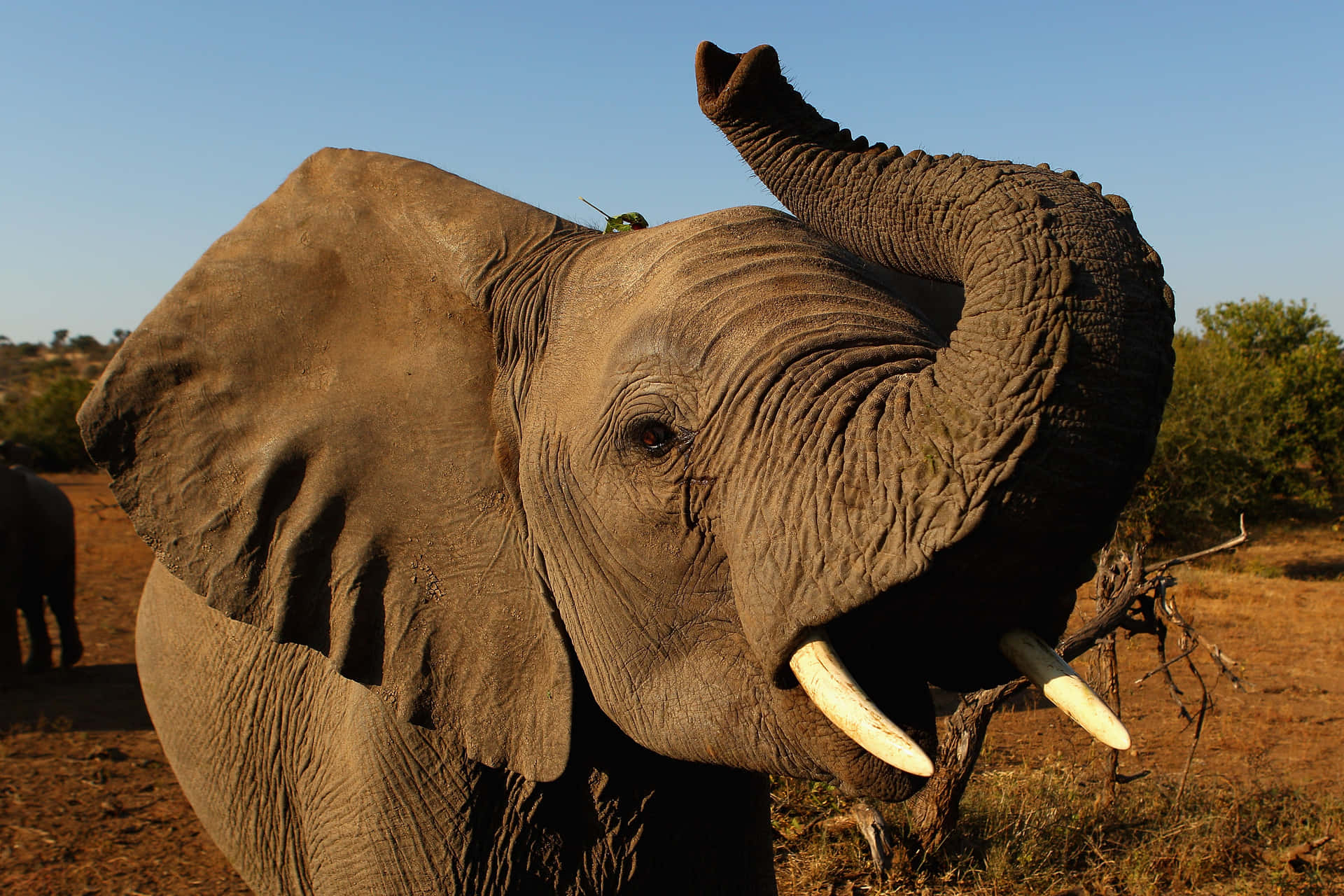 A majestic Elephants struts across a sandy landscape