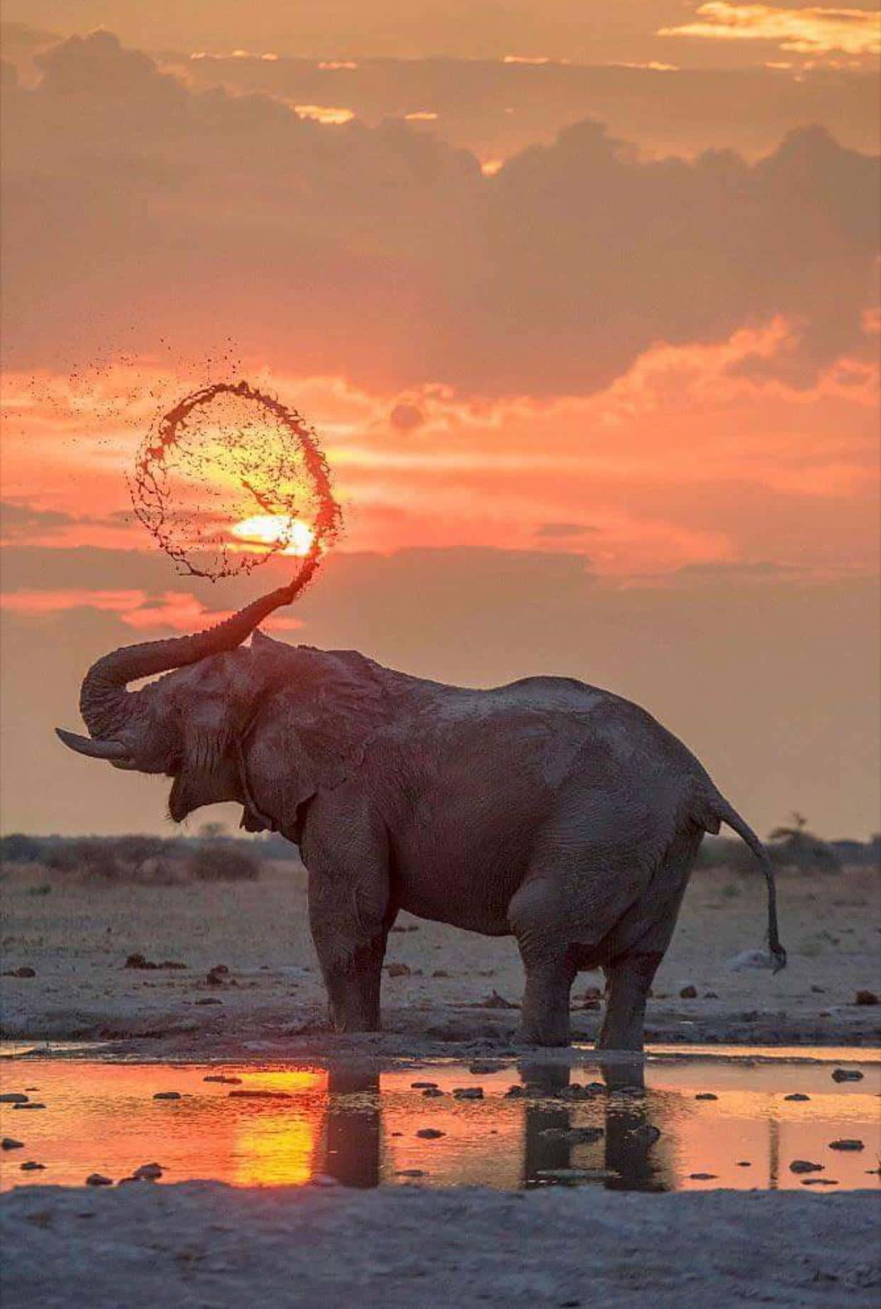 Enmagnifik Elefant Står Fridfullt I Bakgrunden