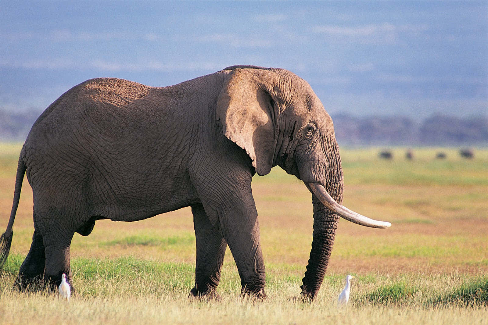 Afrikanischerelefant Beim Grasen In Kenias Masai Mara
