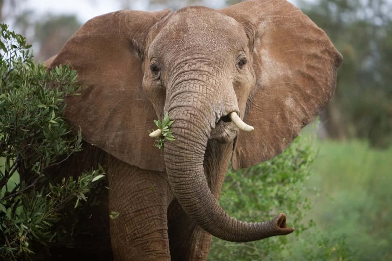 An elephant walking in the savanna
