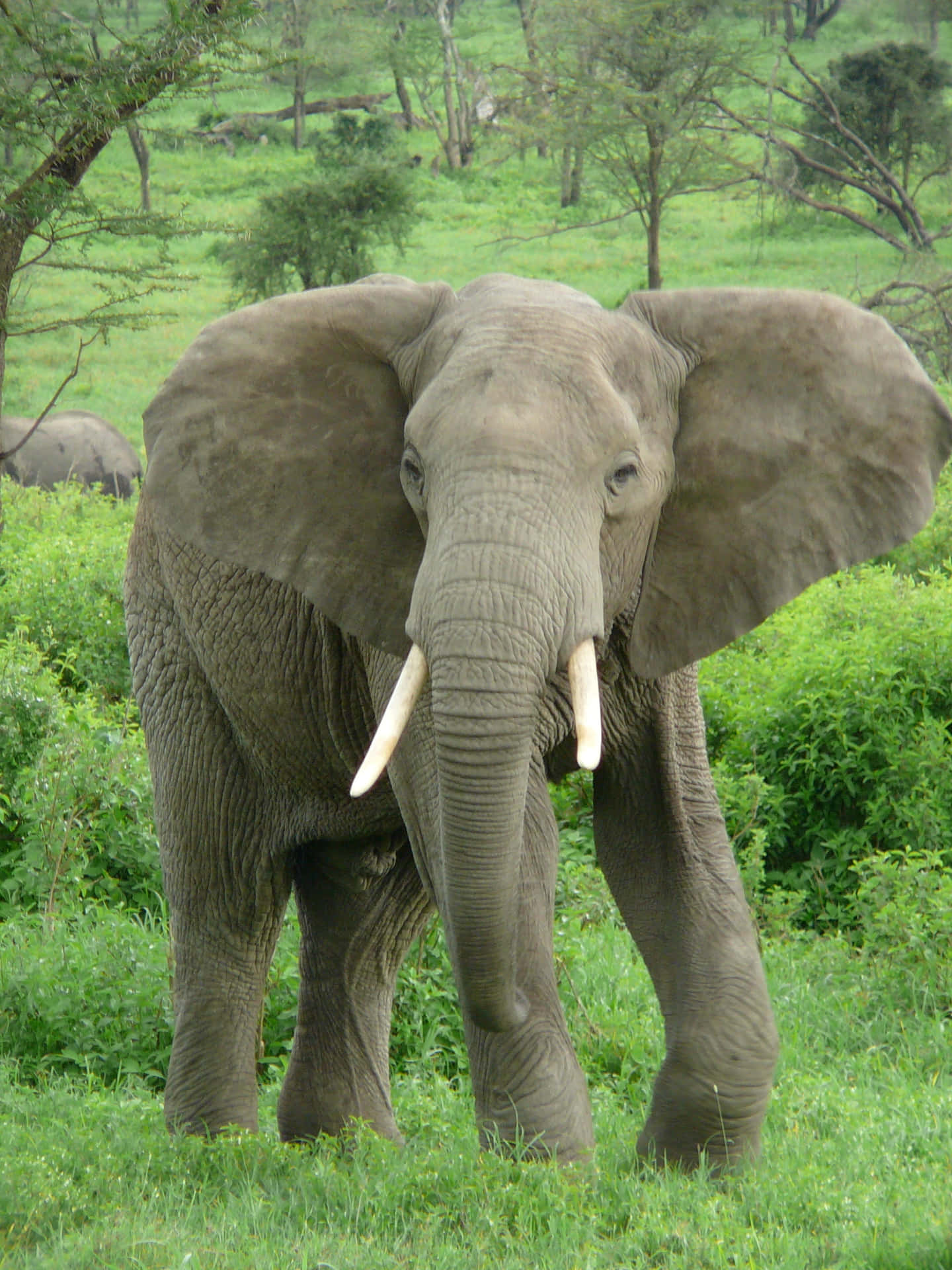 Enmajestætisk Elefant Passerer Forbi.