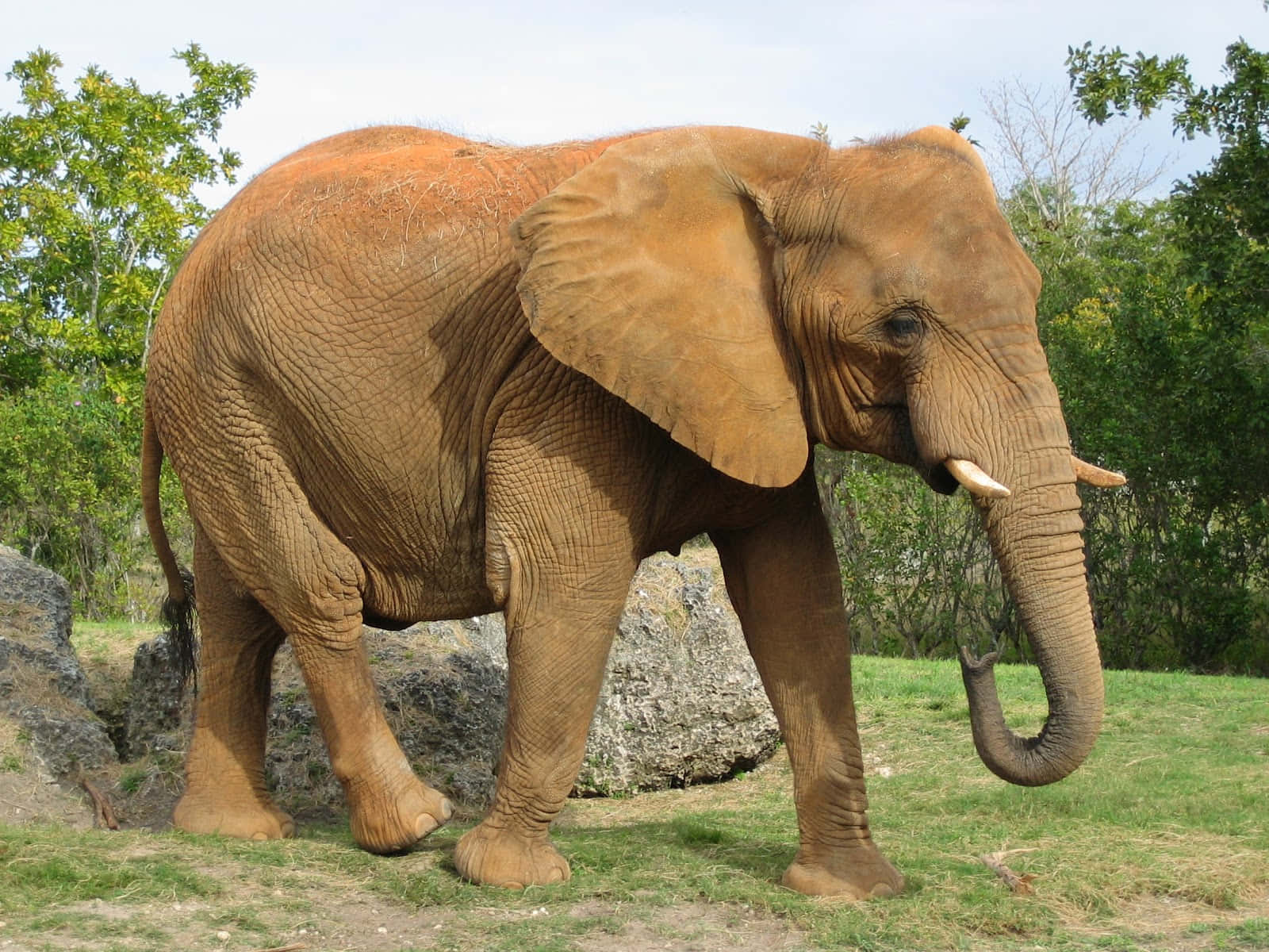 Dennemajestætiske Elefant Er Klar Til At Udforske Verden.