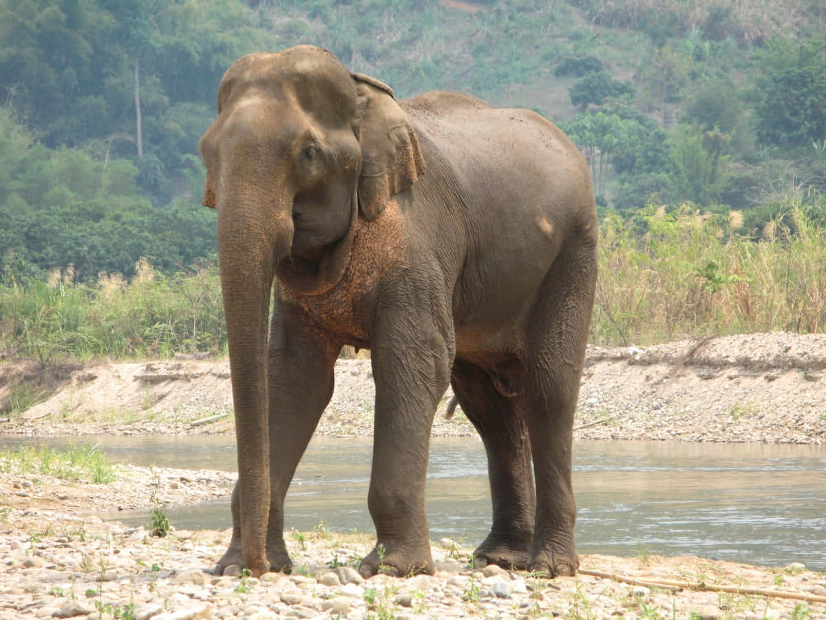 Wunderschönermajestätischer Elefant, Der Auf Der Savanne Grast