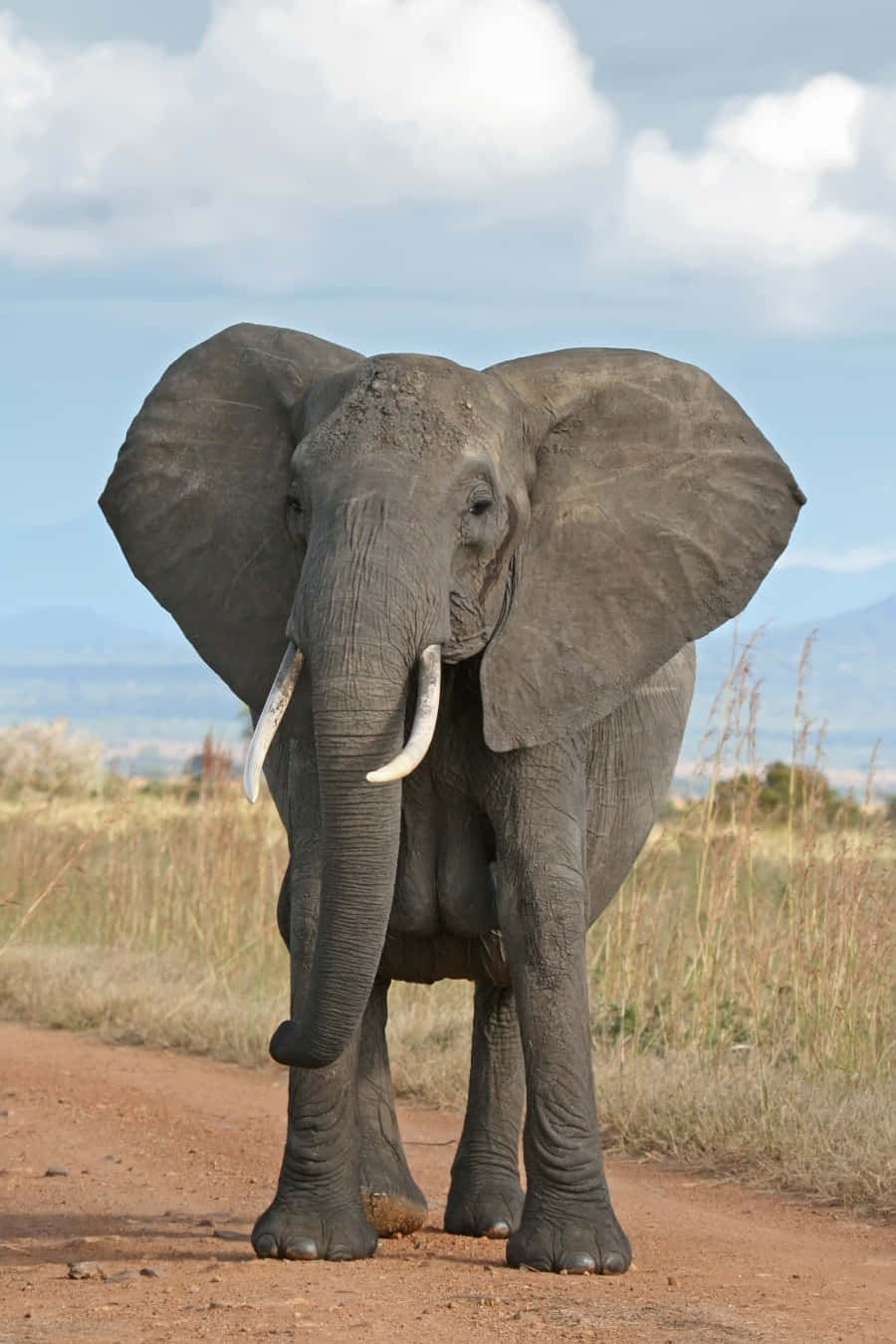Maestosobranco Di Elefanti