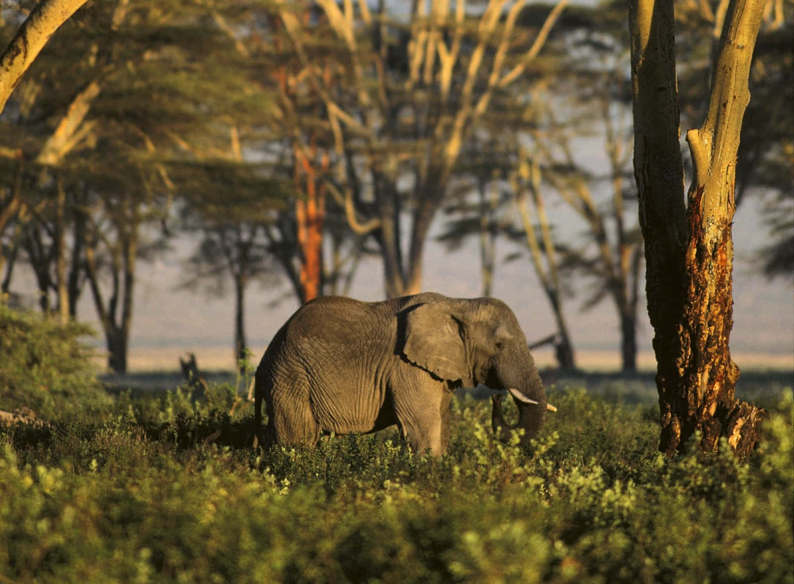 Enmajestätisk Afrikansk Elefant Står Statyliknande Mot Afrikanska Vildmarken.