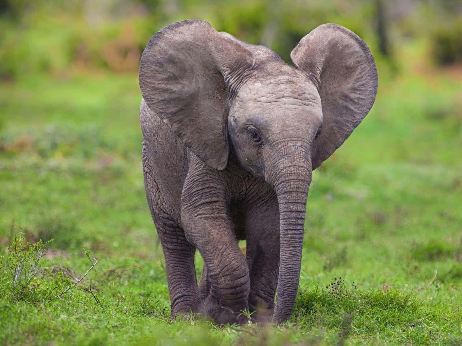 A Baby Elephant Walking Through A Field