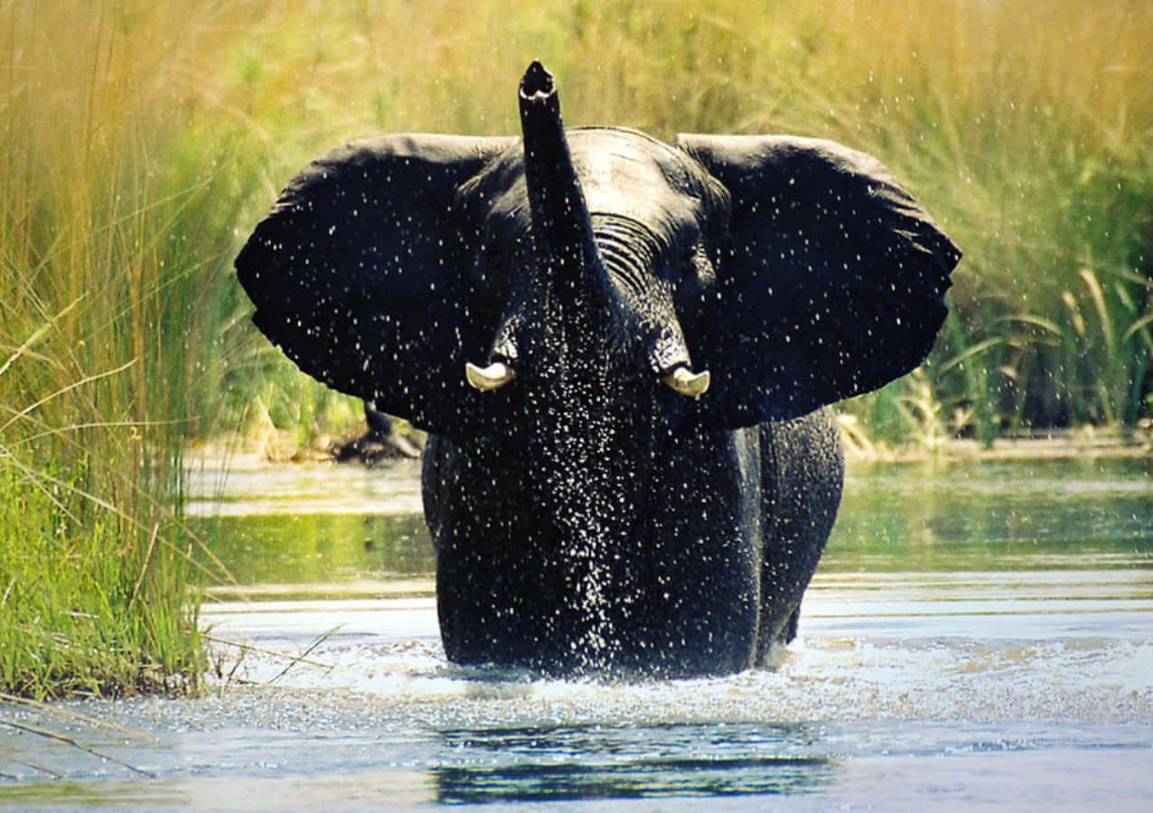 Majestic Elephant Gracefully Striding Across the Open Plain