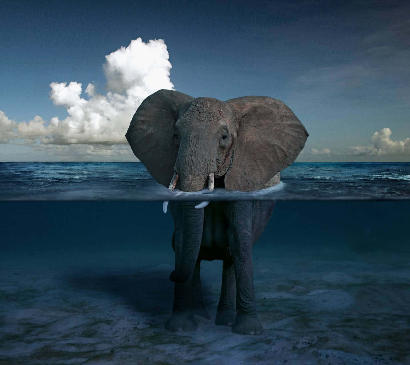 Elephant In The Ocean