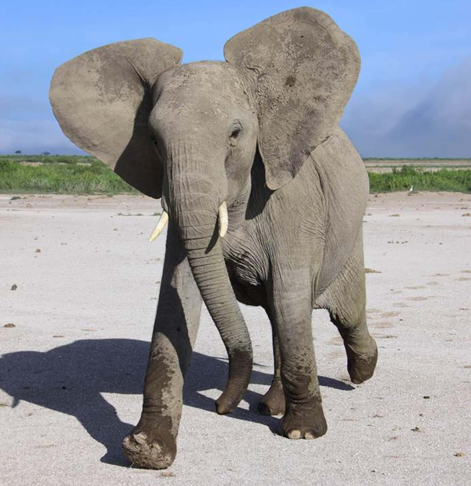 Engrå Elefant, Der Går På Sandet Jord