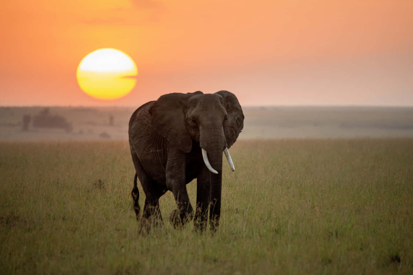 Majestätischerafrikanischer Elefant - Symbol Der Stärke