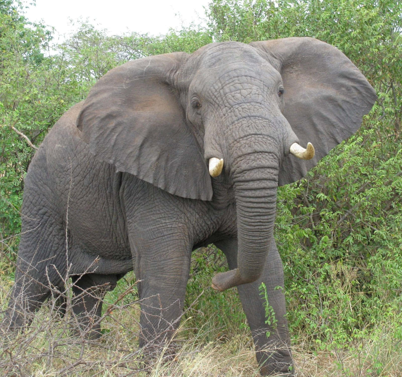 Majestätiskafrikansk Elefant.