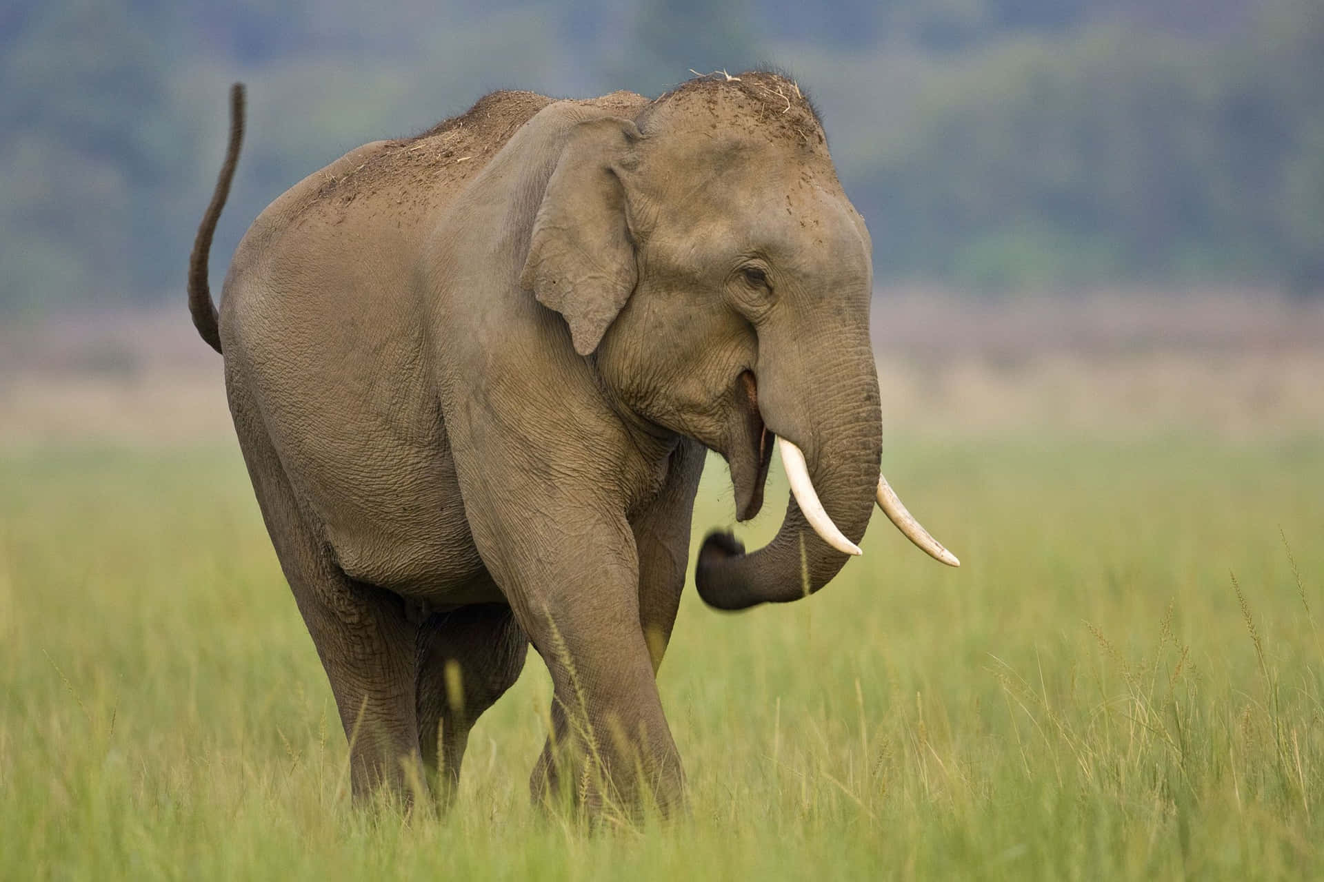 Eineherde Elefanten, Die Auf Einer Afrikanischen Ebene Grasen.