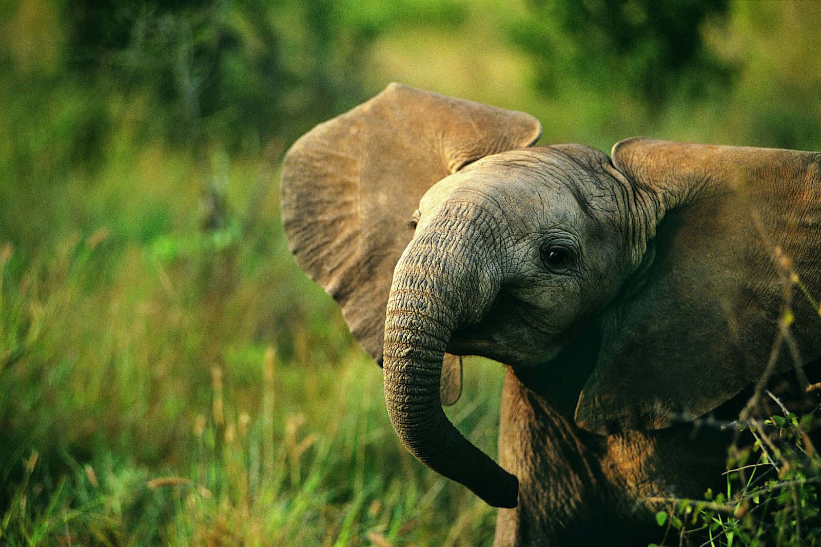 Enbaby-elefant I Det Vilde