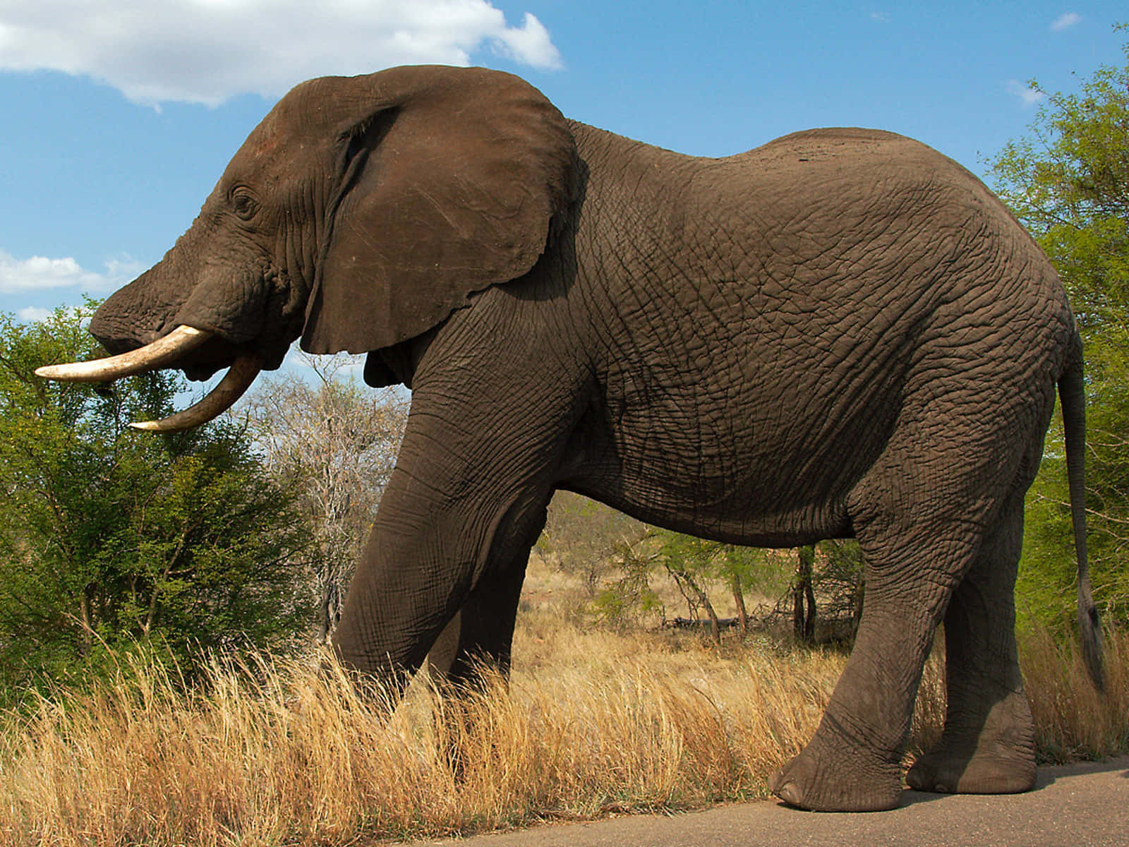 Majestic Elephant in its Natural Habitat.