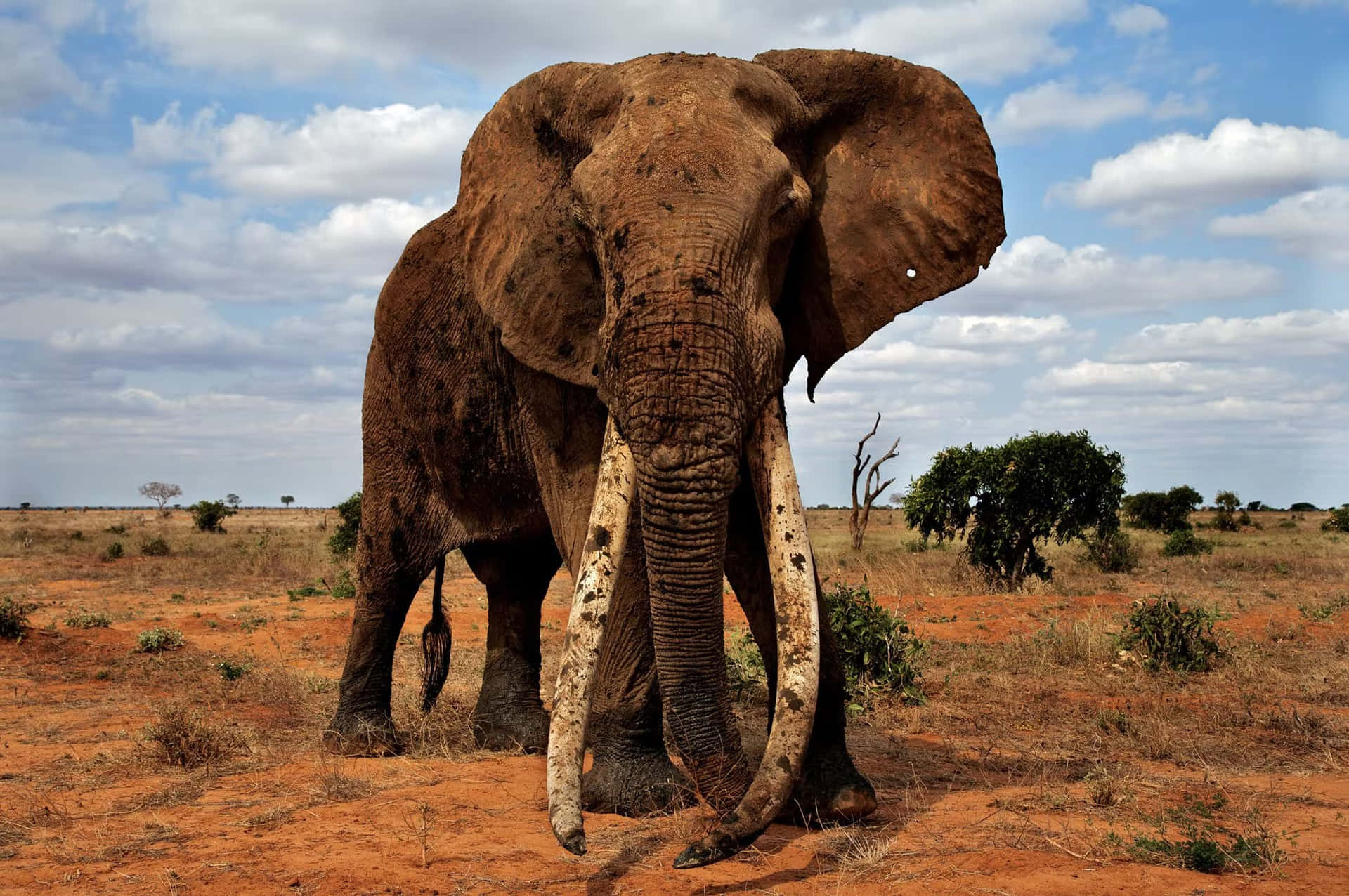 Unmaestoso Elefante Che Attraversa Un Paesaggio Arido.