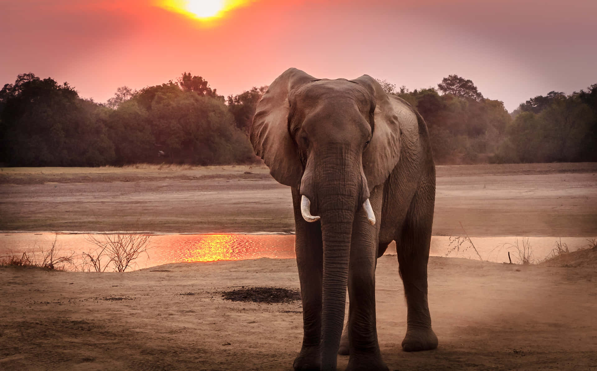 A majestic elephant standing amongst the grass