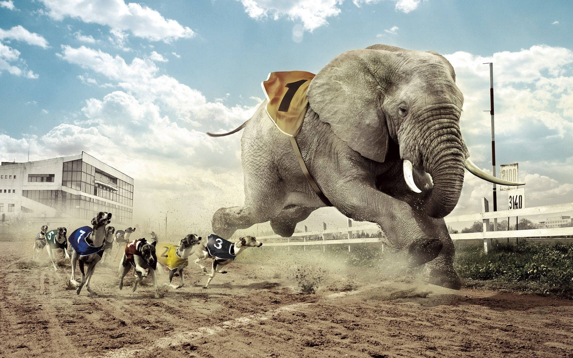 Elephant Race Track Wallpaper