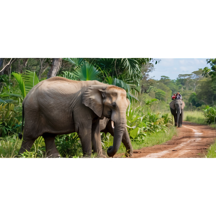 Elephant Safari Encounter Png 11 PNG