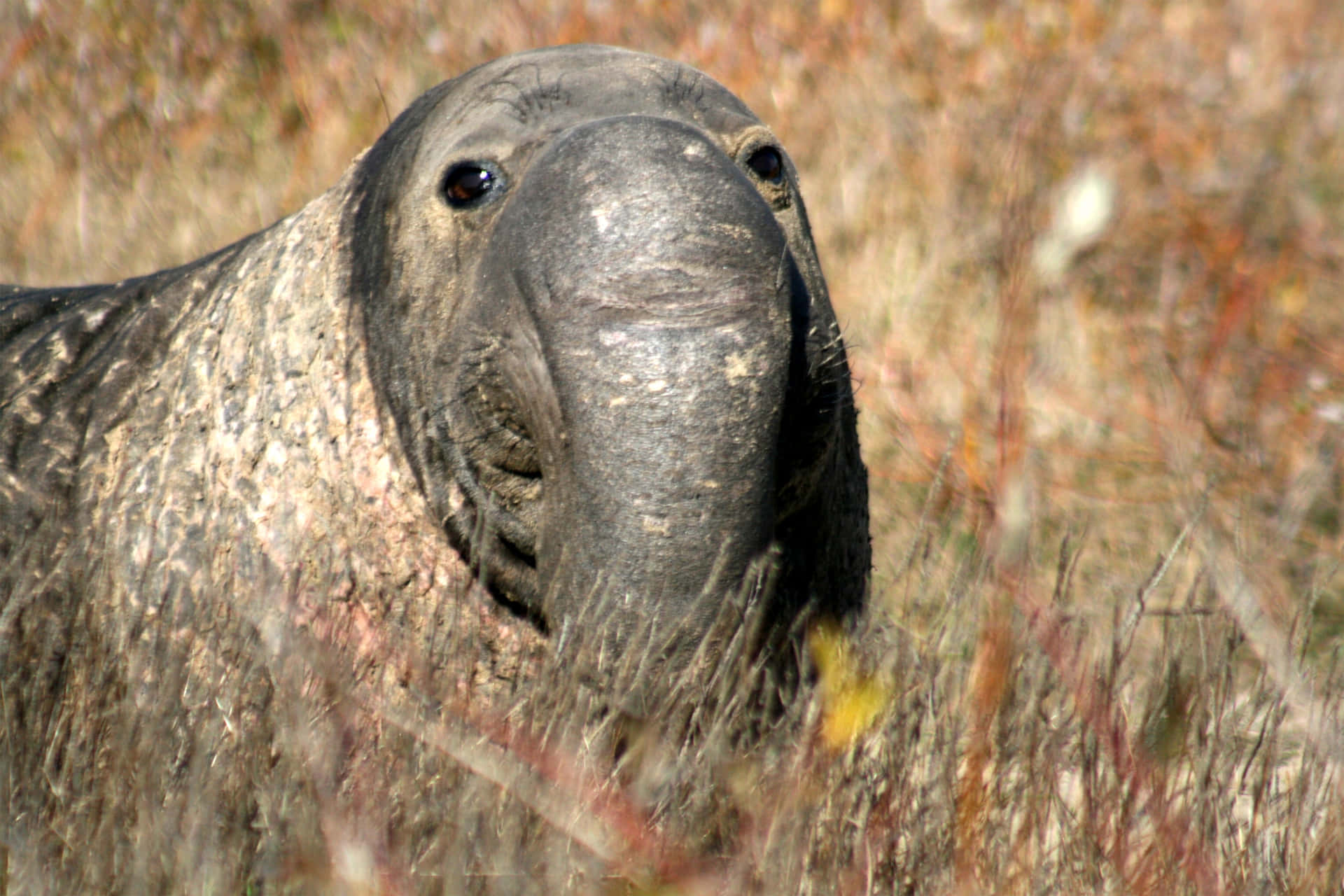 Elephant Seal Close Up Wallpaper