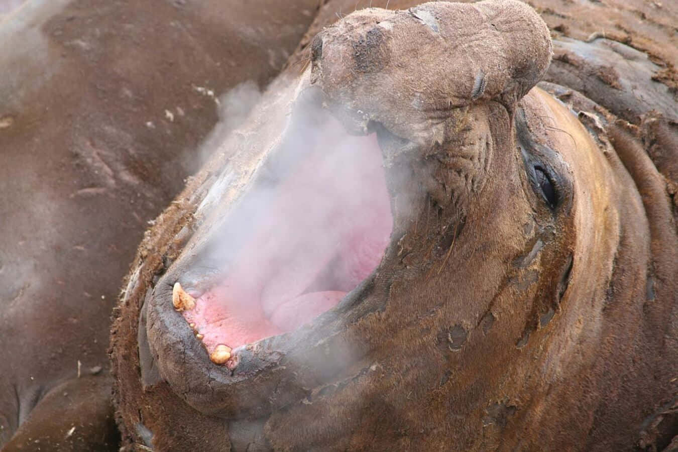 Elephant Seal Exhaling Vapor Wallpaper