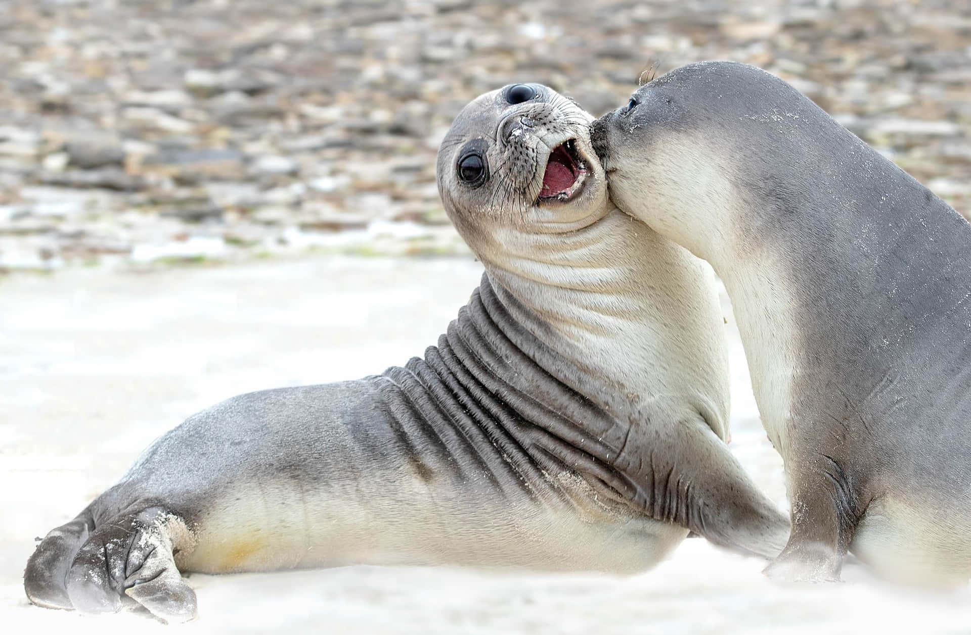 Elephant Seal Pups Playful Interaction Wallpaper