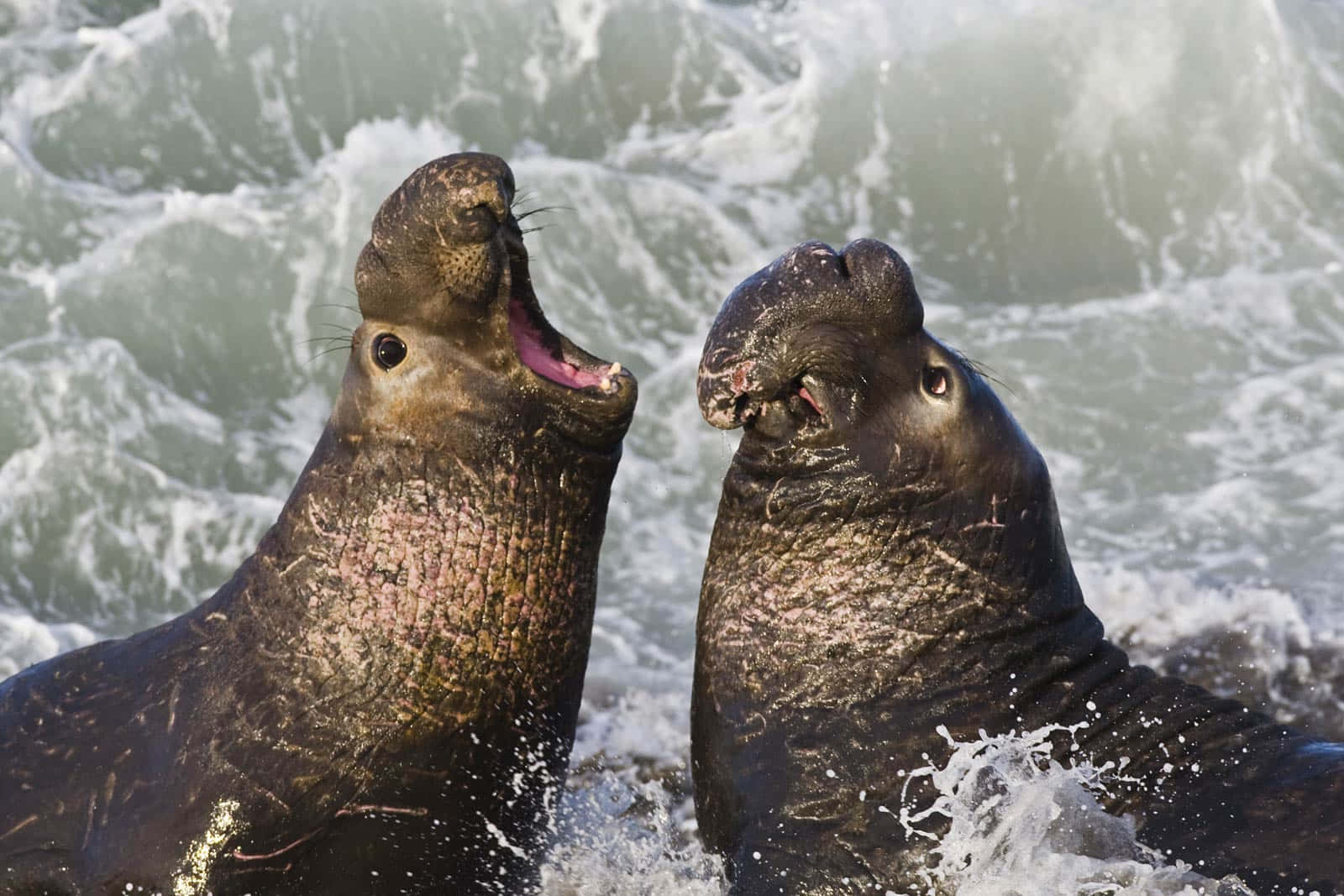 Elephant Seals Confrontation Wallpaper