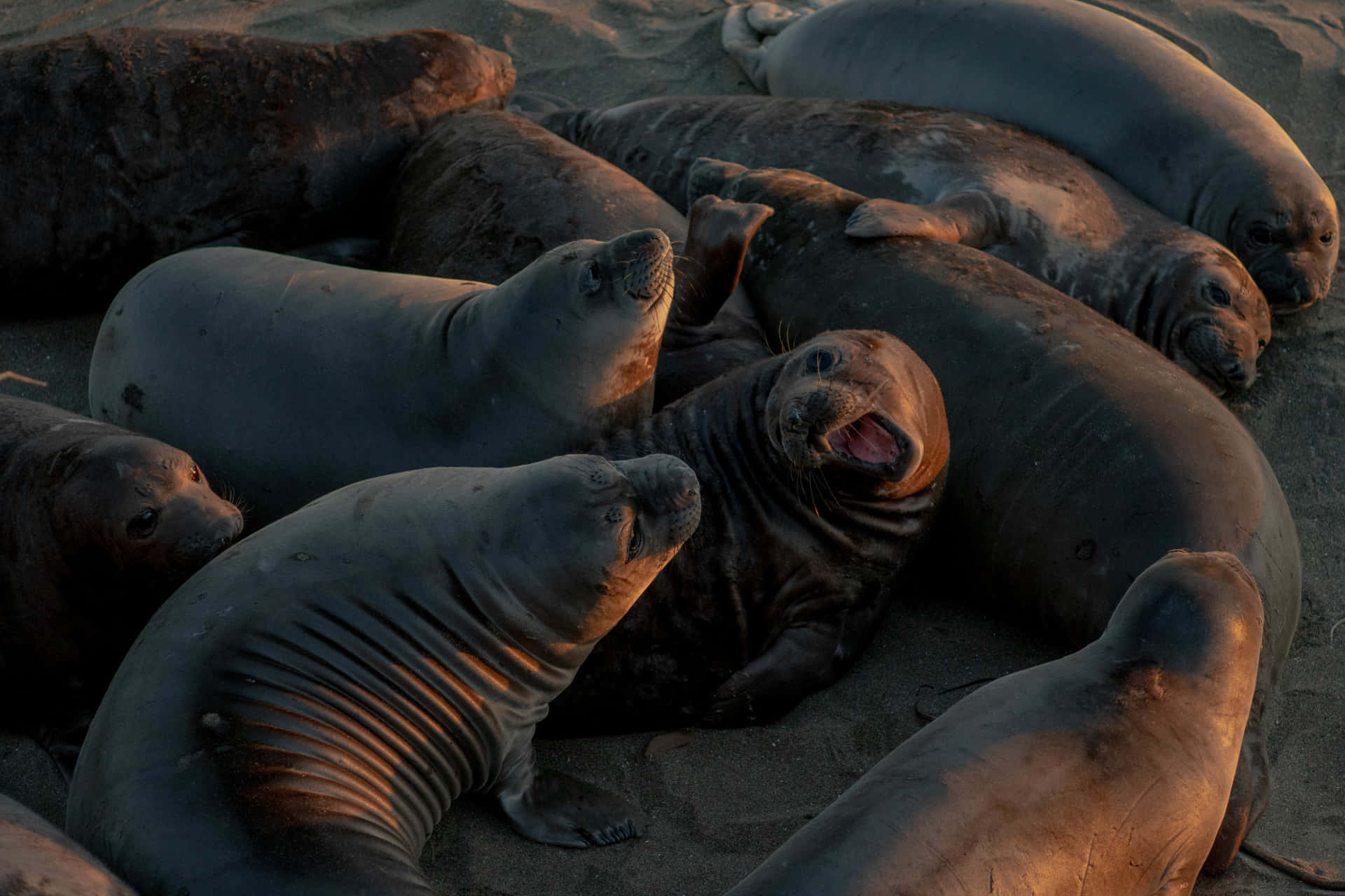 Elephant Seals Restingat Sunset Wallpaper